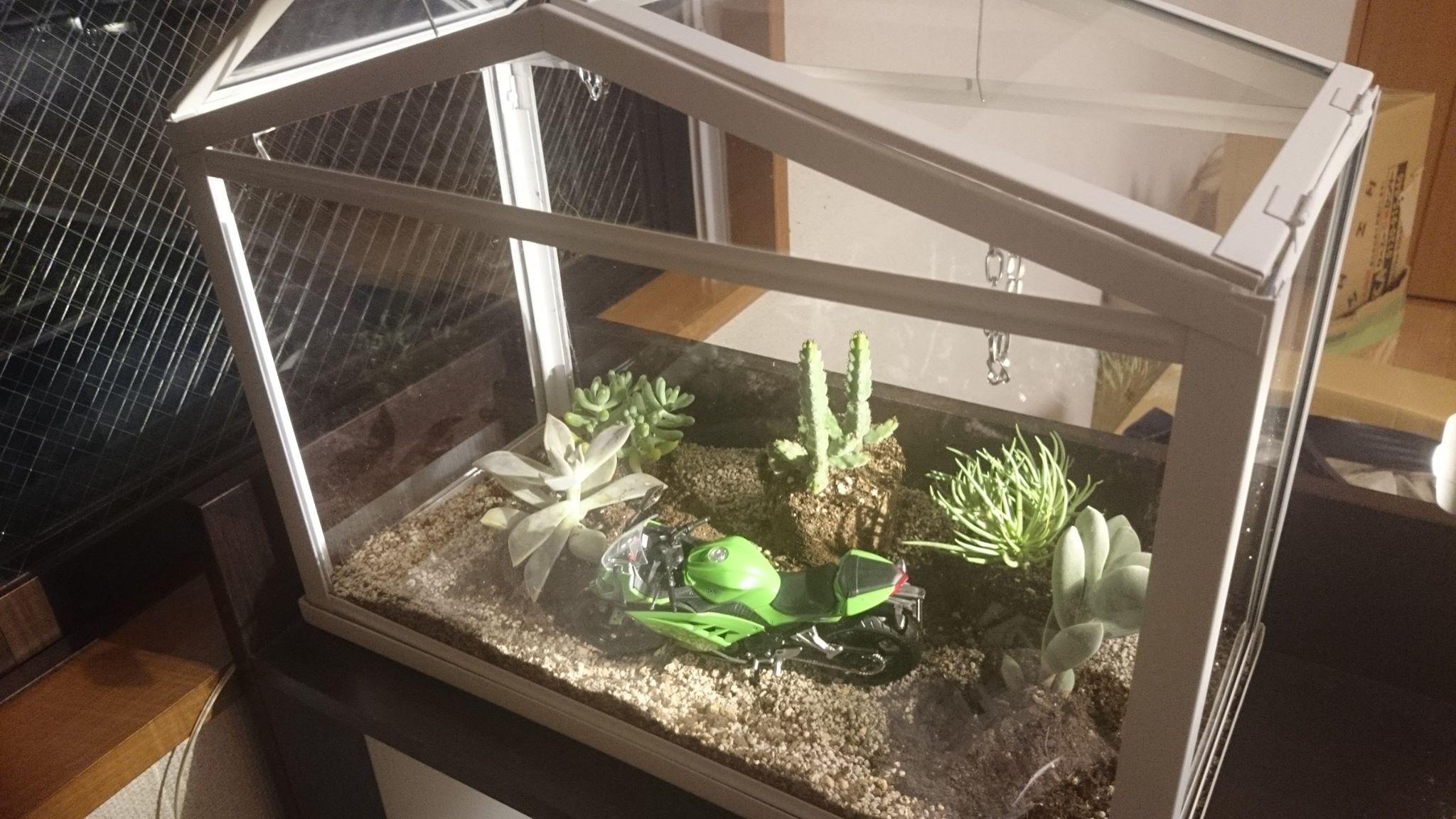Ninja 250の模型と多肉植物