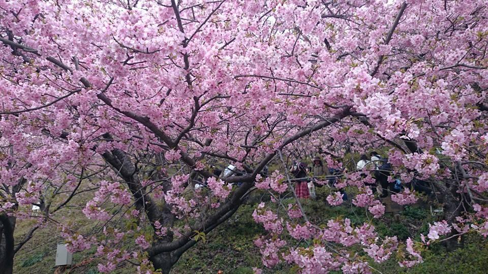 桜