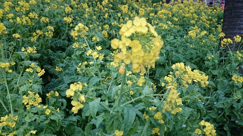 Rape blossoms?