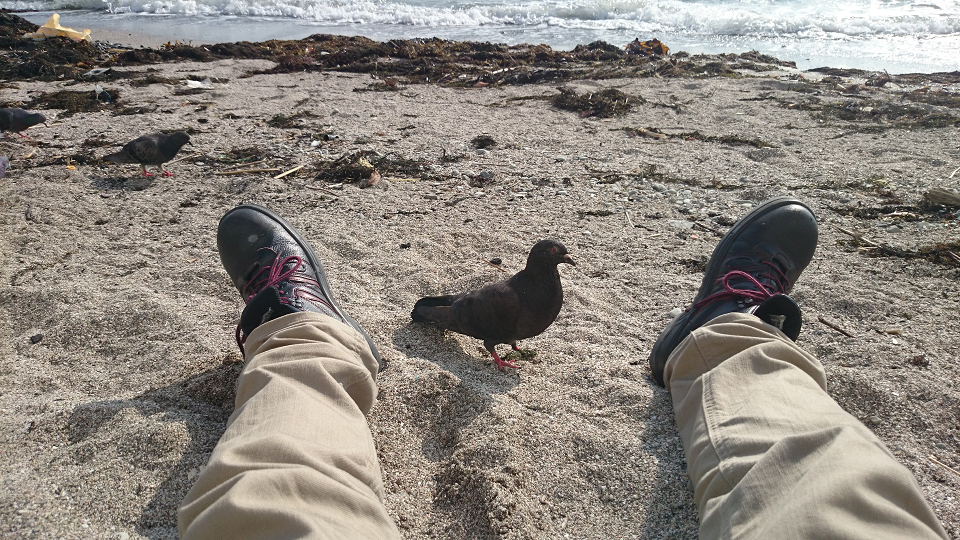 Resting with pigeons at Morito Beach