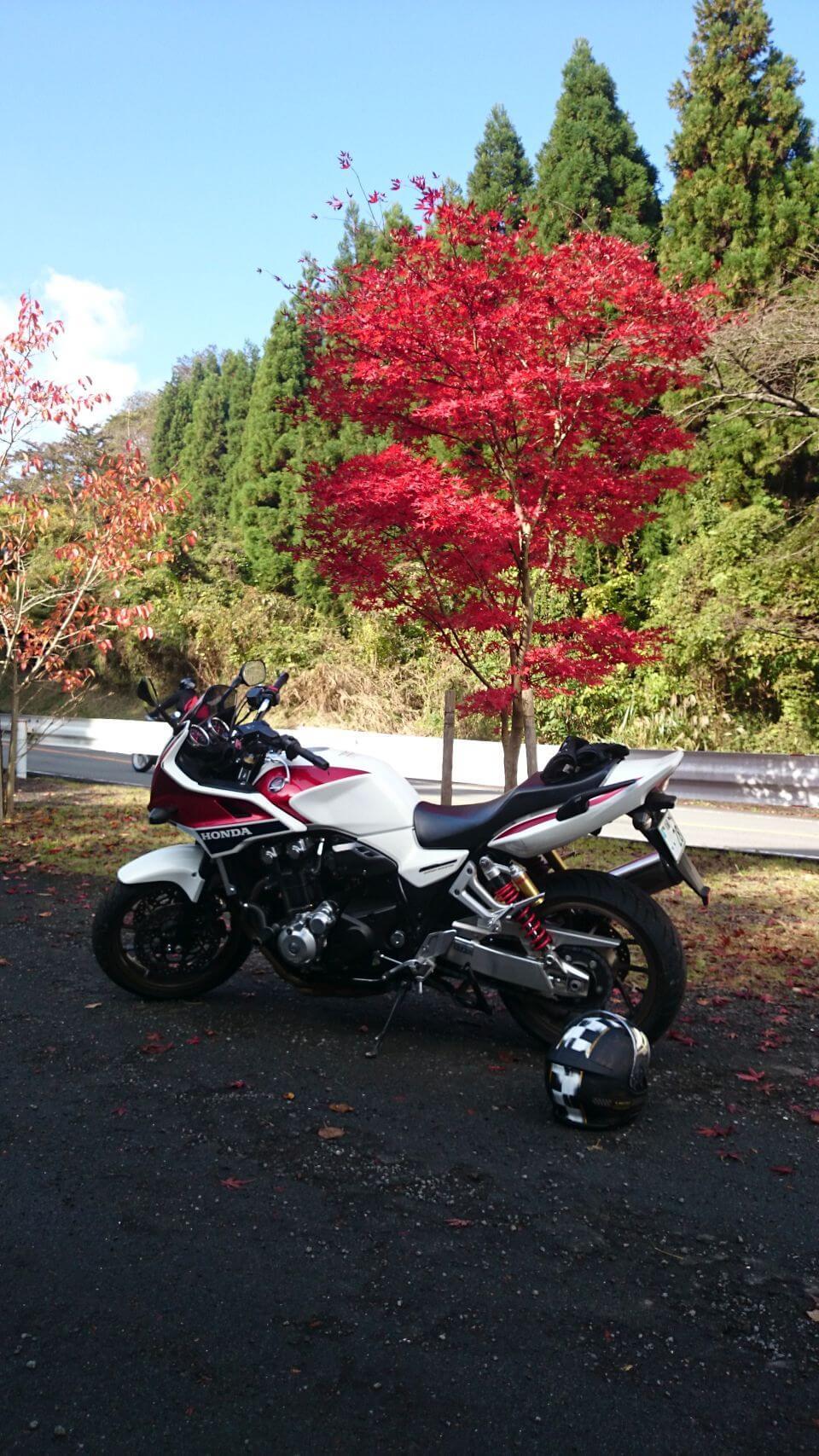 Autumn leaves in Hakone