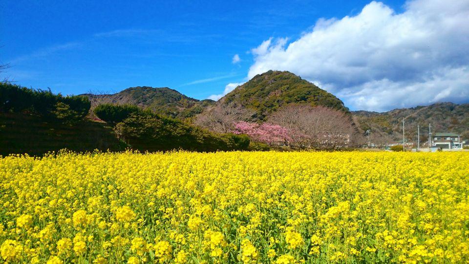 Rape blossoms in Izu Shimoda, Part 2