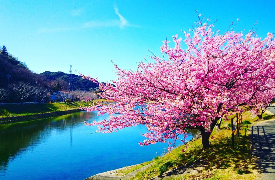 Cherry blossoms in Izu Shimoda Part 1