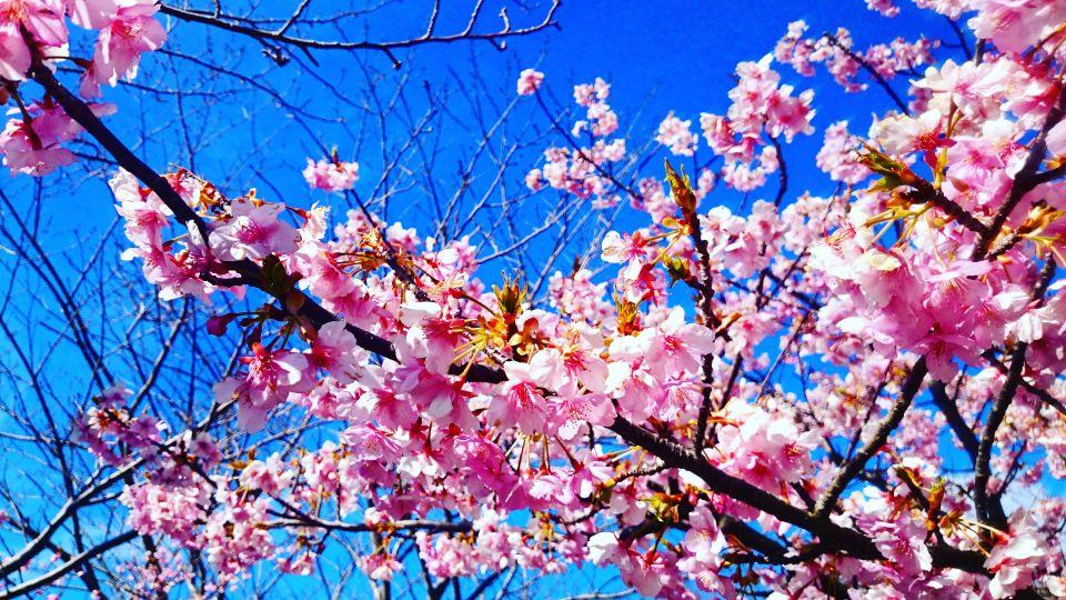 Cherry blossoms in Izu Shimoda Part 2