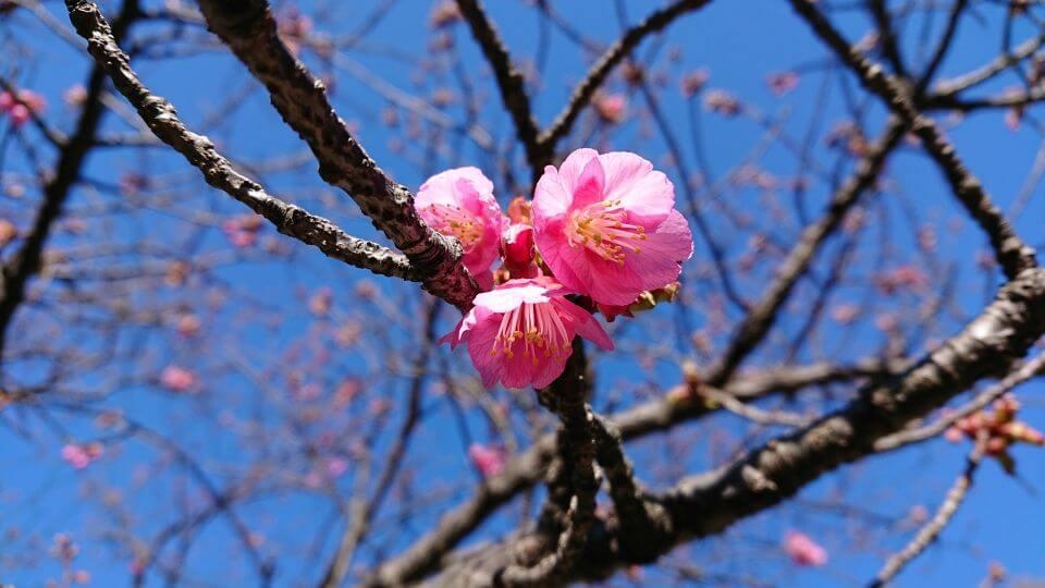 伊豆土肥桜