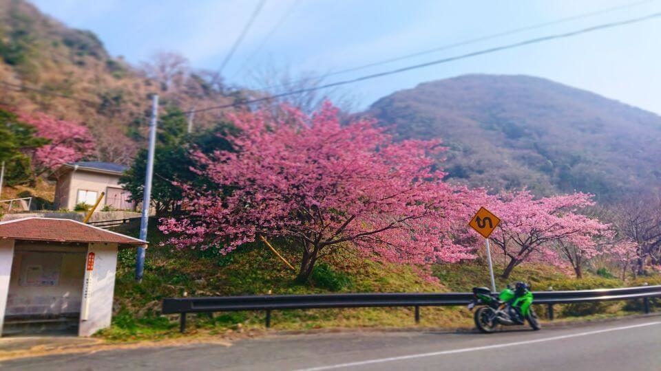 Ninja 650 and cherry blossoms