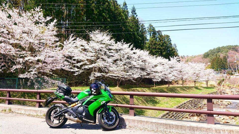 草津近辺の桜